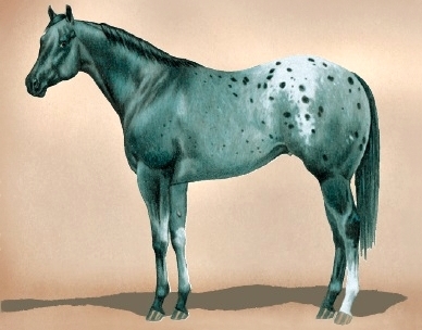 blueroan
