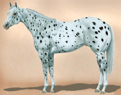 blueroan2