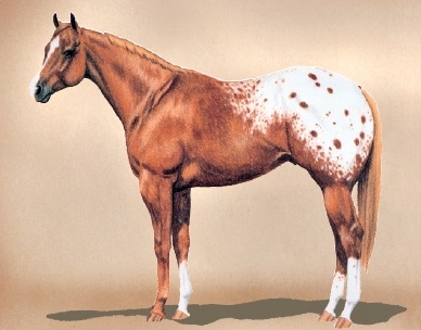 chestnut