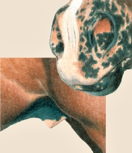 mottledskin